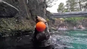 萌到犯规！海獭在泳池里玩篮球，还能扣篮